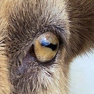 OrangeGoat