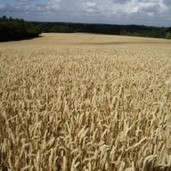 Cornfields