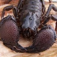 Pandinus Imperator
