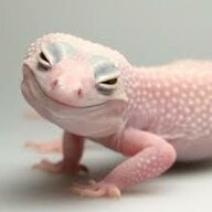 Rosy Reptile