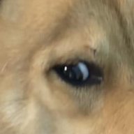 Dog_Girl_Enjoyer