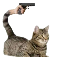 Gat