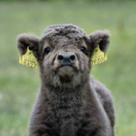 Beef