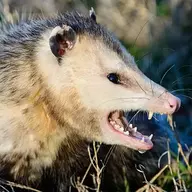 Roving Opossum