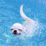 Leapin Lizard