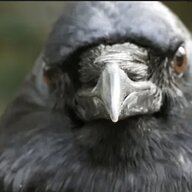 Aves