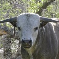 Bull