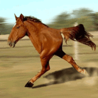 Stable Spirit