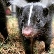 Sweet Skunk
