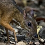 TriangulationTragulus