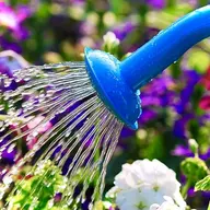 I_wet_my_plants