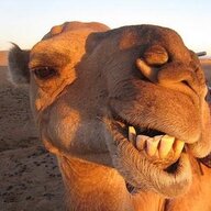 Idiot Camel
