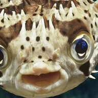 FishCannotCarryGuns