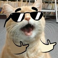 Bussy cat