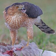 accipitercooperii