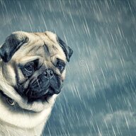 raincheckdogs