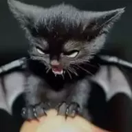 bat bat