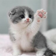 sillykittens123