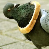 Ticking Pigeon
