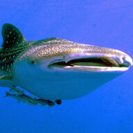 BaskingWhaleShark