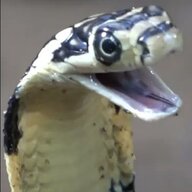 fìddlesticks2.0