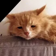 The Honeyed Cat