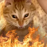 The Honeyed Cat