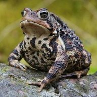a toad
