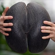 Fickle_Nuts