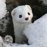 Stoat