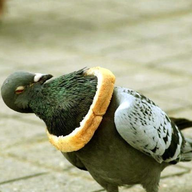 Pigeonhole