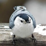 Nuthatches