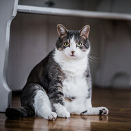 Chonky Cat