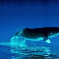 Jonah's Whale