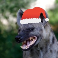 Deranged Hyena
