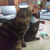 KeekeeMewmew