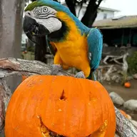 Squawking Macaw