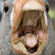 massive goose