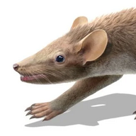 Rattus.Norvegicus