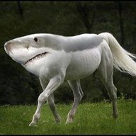 Shark With Legs