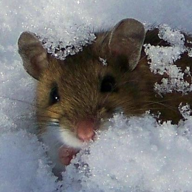 Freezer Rat