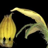 Tomato flowers