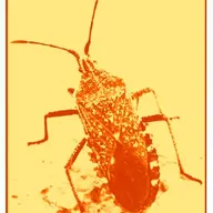 Anasa Tristis