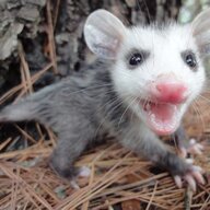 A Silly Possum