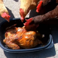 CanabalisticChicken