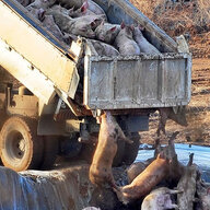 30-50 Dead Alpacas
