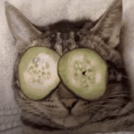 21stCenturySchizoidCat
