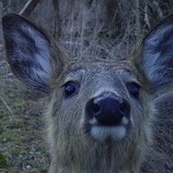 FuckedUpDeer