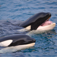 Orca Friend