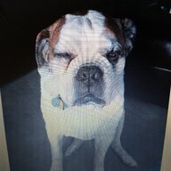 Old Roman Bulldog